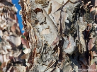 74054CrUsm - Bark, in the park   Each New Day A Miracle  [  Understanding the Bible   |   Poetry   |   Story  ]- by Pete Rhebergen